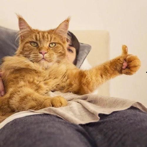 瓜哥吃瓜画猫图片高清壁纸,高清壁纸中的趣味猫画之旅