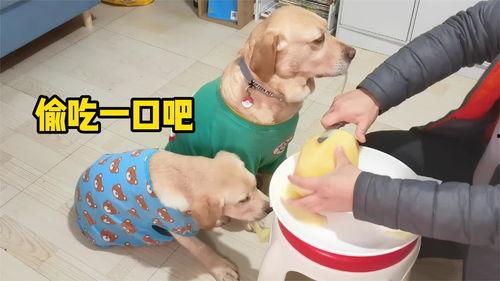 幼犬可以吃哈密瓜吗,哈密瓜是否适合幼犬食用？