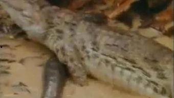 吃瓜群众鳄鱼视频,鳄鱼视频引发全网关注