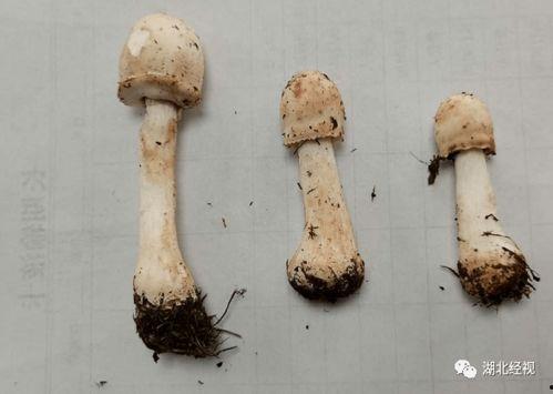 宝宝吃玉菇瓜呕吐