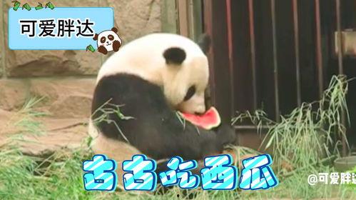 熊猫吃梨瓜,梨瓜美食之旅