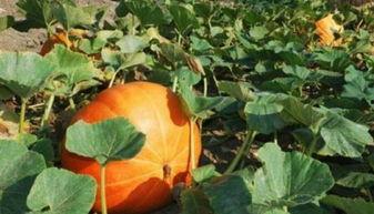 天天吃瓜越吃越瓜