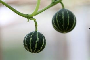 吃瓜小怪兽1227,瓜界新星的崛起之路