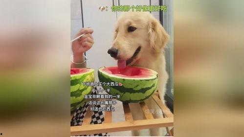 狗吃瓜的吗,揭秘狗狗对瓜果的喜爱之谜