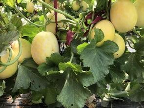 界首吃瓜照片,夏日街头一景，瓜香四溢