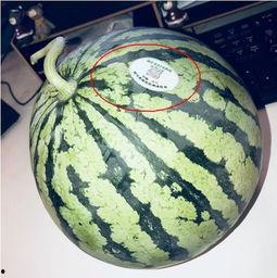 155网红吃瓜,揭秘娱乐圈幕后真相