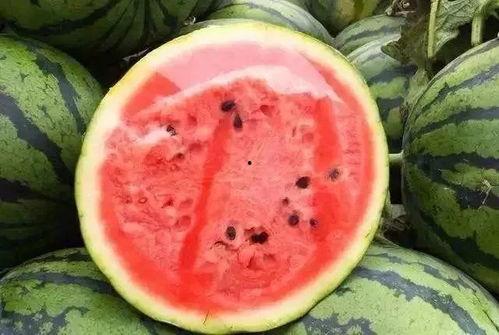 米瓜咋吃,探索米瓜的烹饪艺术