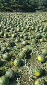 涿州翡翠城吃瓜事件,邻里纠纷引发社会关注