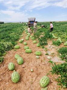 蓬莱吃瓜基地,探寻蓬莱吃瓜基地的甜蜜奥秘