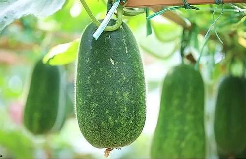 吃瓜不如摘瓜美,探寻生活之美