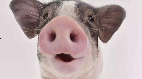 张真源于吃瓜,揭秘娱乐圈背后的真相