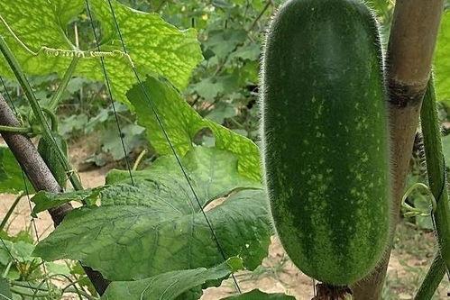 吃瓜影响血脂吗,揭秘日常饮食对血脂水平的影响