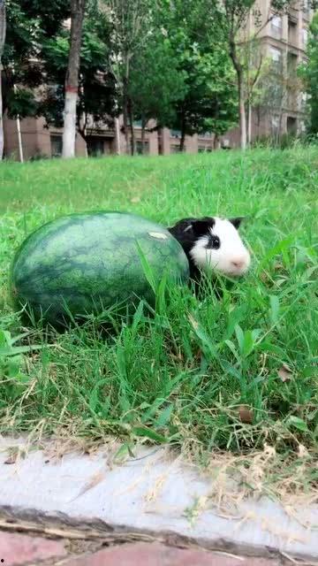 来我家吃瓜,邻里共享，欢乐吃瓜时光