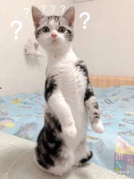 猫吃瓜文案,猫咪的趣味生活瞬间