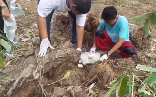 挖地刨坑吃烤瓜,挖坑刨瓜，探寻乡村烤瓜的秘密