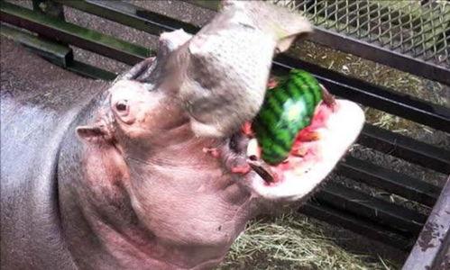 道具河马吃瓜,趣味横生的动物奇遇记