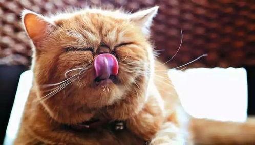 猫咪可以吃葫芦瓜嘛