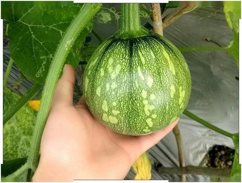 只吃瓜尖,揭秘只吃瓜尖的独特风味