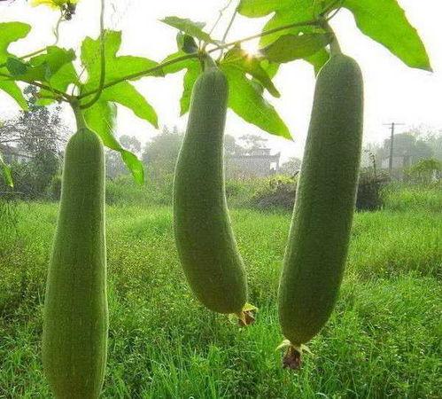 水瓜经常吃,健康生活新选择