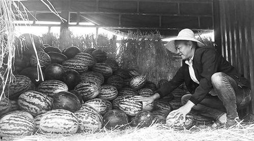 鲁南吃瓜群众事件,一场网络舆论的风暴与反思