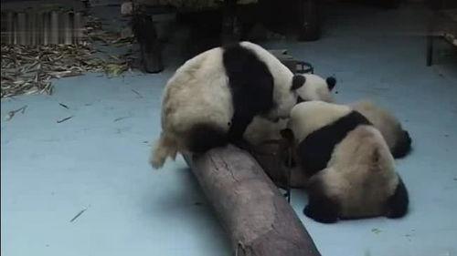 熊猫吃瓜打架视频,萌态百出引网友热议