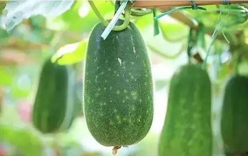 旧瓜新吃,探寻传统美食的时尚新篇章