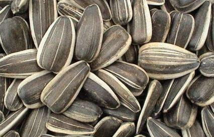 吃葵瓜会打屁吗,吃后是否会引发打嗝现象揭秘