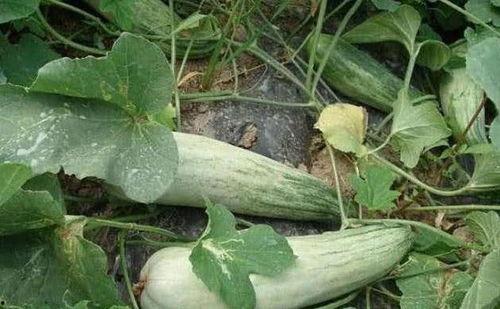 吃酥瓜嘴角疼,嘴角疼提醒适度享受