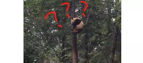 成都爬树吃瓜事件