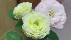 小兔公主吃瓜,小兔公主的甜蜜瓜果时光