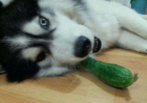 吃瓜三二哈,揭秘娱乐圈的欢乐与八卦