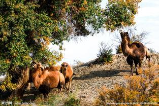 骆驼吃瓜动态图,萌态十足！