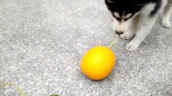 吃哈瓜好吗,吃哈瓜好吗？营养与口感大揭秘