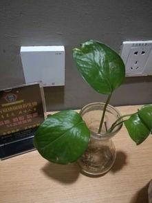 兰陵开元吃瓜,瓜田里的欢乐时光