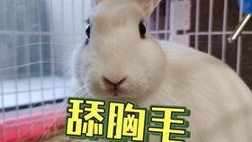 抖音吃瓜海王,揭秘“海王”背后的真实故事