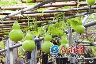 葫芦瓜小孩吃,葫芦瓜小孩的奇幻食旅记