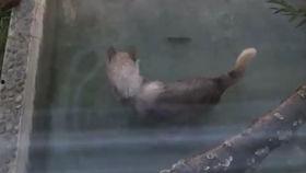 吃瓜狼云海,揭秘神秘云海中的奇幻世界