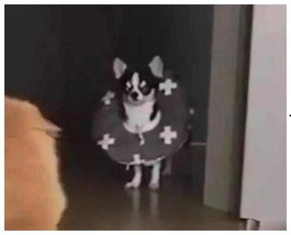 狗狗吃瓜围观图片高清,狗狗围观吃瓜高清萌态大赏