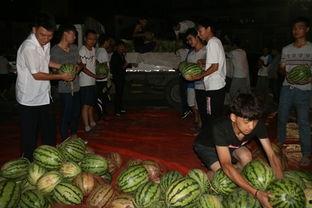 双桥区吃瓜大赛,吃瓜大赛欢乐上演