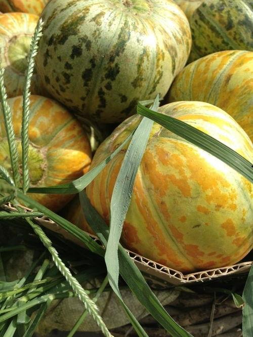 面瓜老人吃,探寻传统美食背后的故事