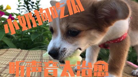 两狗吃瓜,两只狗狗共享瓜果乐