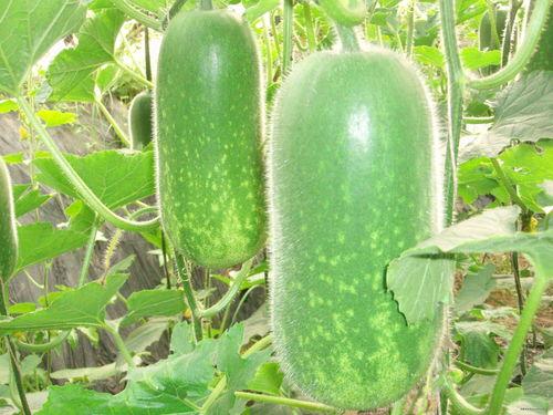 刘大瓜吃菠萝,一场味蕾的狂欢之旅