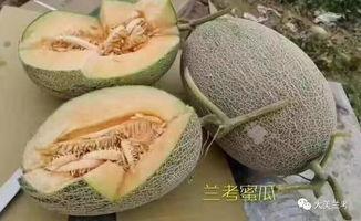 蜜瓜不熟可以吃吗,蜜瓜未熟可食用吗？揭秘成熟度与口感的关系  第2张