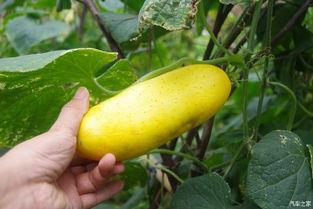 吃瓜不忘窝瓜人,揭秘人生百态中的智慧与哲理 第2张 吃瓜不忘窝瓜人,揭秘人生百态中的智慧与哲理 第2张