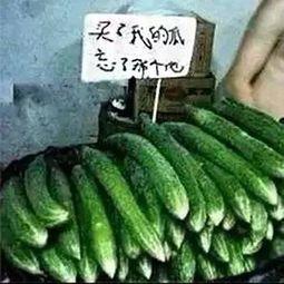 吃瓜不忘窝瓜人,揭秘人生百态中的智慧与哲理 第3张 吃瓜不忘窝瓜人,揭秘人生百态中的智慧与哲理 第3张