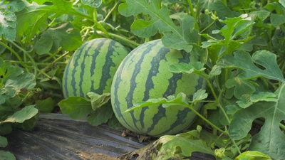 河北永宁吃瓜视频,揭秘当地特色美食背后的故事  第2张