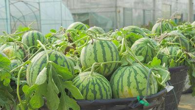 河北永宁吃瓜视频,揭秘当地特色美食背后的故事  第3张