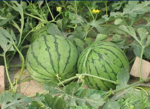 建材吃瓜事件,揭秘行业潜规则背后的真相