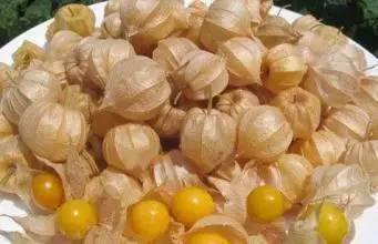 吃货奇瓜儿,吃货奇瓜儿的奇幻食光之旅