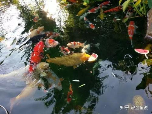 梦见金鱼吃瓜,金鱼吃瓜的奇幻之旅  第2张